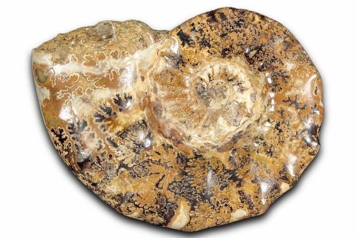 Jurassic Ammonite (Euaspidoceras) Fossil - Madagascar #349168